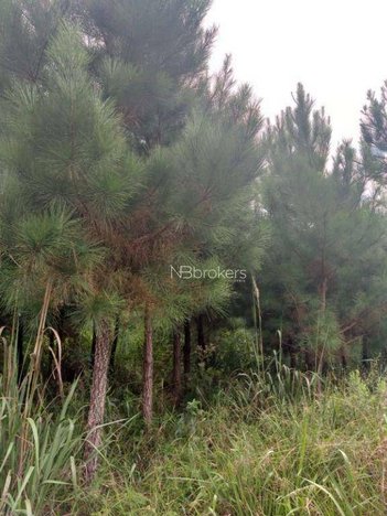 land_lot em BR-116, Areia Branca dos Assis - Mandirituba - PR