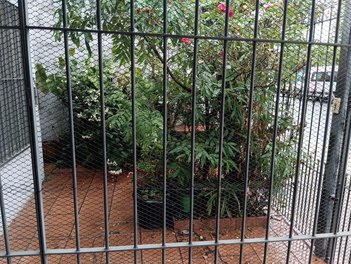 house em Avenida Buenos Aires, Vila Buenos Aires - São Paulo - SP