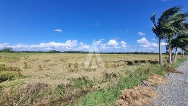 land_lot em Rua Stein, Morro do Meio - Joinville - SC