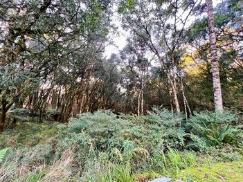 land_lot em Rodovia ERS-466, Pinheiro Grosso - Canela - RS