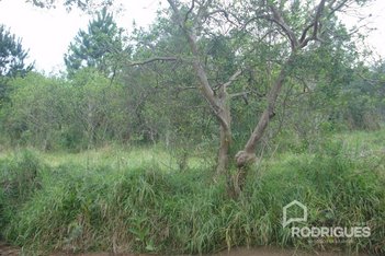 land_lot em Alberto Adolpho Fruchtenicht, Campestre - São Leopoldo - RS