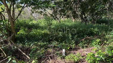 land_lot em Servidão Pedro Manoel Borba, Pântano do Sul - Florianópolis - SC