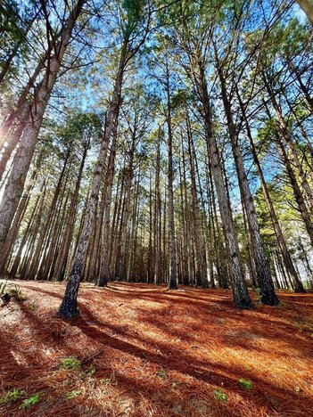 land_lot em Rua Dois, Laranjal - Pelotas - RS