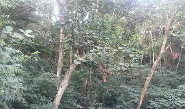 land_lot em Rua Coronel Agostinho da Fonseca, Tucuruvi - São Paulo - SP