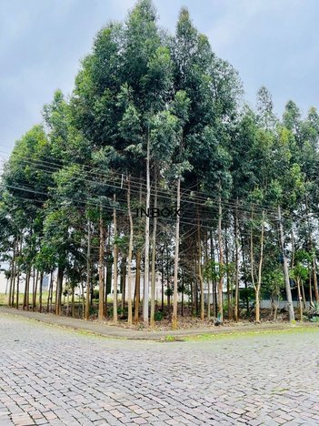 land_lot em Rua Zulmiro de Rossi, Universitário - Bento Gonçalves - RS