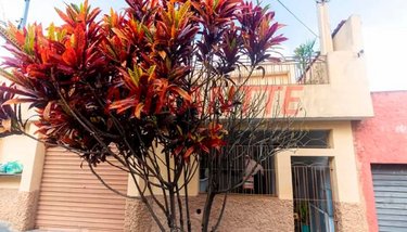 house em Rua Elvira, Vila Gustavo - São Paulo - SP