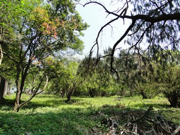 land_lot em Do Horto, Horto Florestal - São Paulo - SP