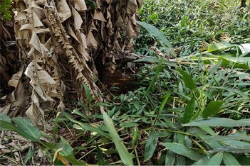 land_lot em Rua Bela Vista, Botujuru (Botujuru) - Campo Limpo Paulista - SP