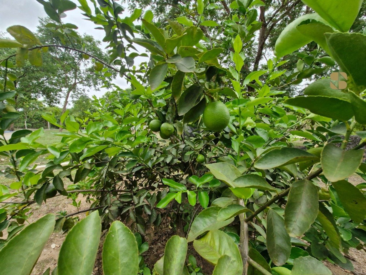 Imagem do WhatsApp de 2025-10-30 à(s) 17.28