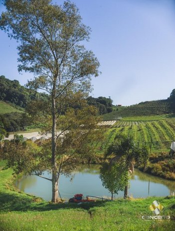 agricultural em Estrada Caminhos de Pedra, São Pedro - Bento Gonçalves - RS