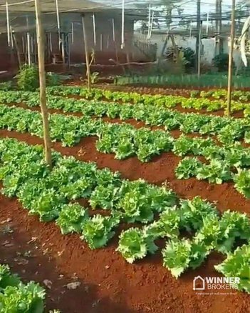 agricultural em Estrada Perobinha, Marialva - Marialva - PR