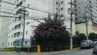 apartment em Rua Antonieta, Picanço - Guarulhos - SP