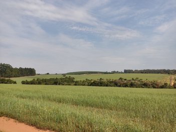 agricultural em Área Rural, Área Rural de Itapetininga - Itapetininga - SP