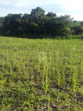 commercial_building em do Cerrito, Santa Silvana - Pelotas - RS