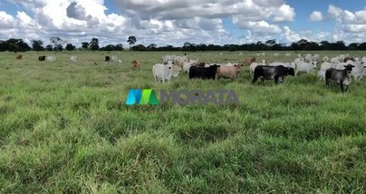 agricultural em Área Rural, Área Rural de Janaúba - Janaúba - MG