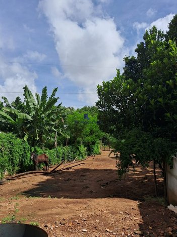 agricultural em Rua Hugo de Carvalho Ramos, Vila Irany - Goiânia - GO