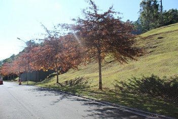 land_lot em Rua das Araucárias, Bavária - Gramado - RS