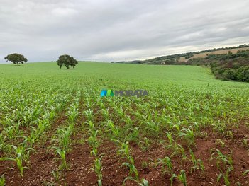 agricultural em Rua Melo Viana, Centro - Sete Lagoas - MG