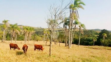 agricultural em Estrada João Aloysio Allgayer, Lomba Grande - Novo Hamburgo - RS