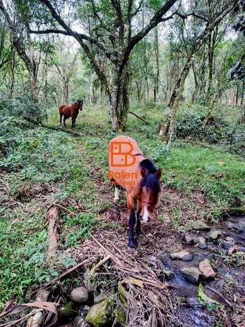 commercial_building em Área Rural, Área Rural de Farroupilha - Farroupilha - RS