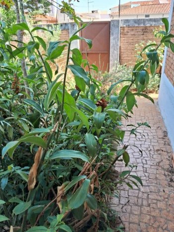 house em Rua Sorocaba, Jardim América - Indaiatuba - SP