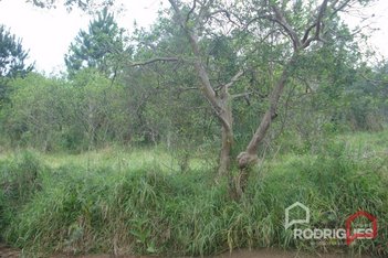 land_lot em Alberto Adolpho Fruchtenicht, Campestre - São Leopoldo - RS