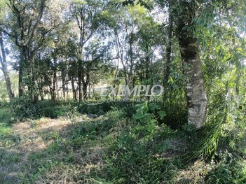 land_lot em Avenida Itália, São Pelegrino - Caxias do Sul - RS
