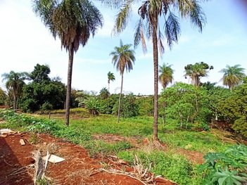 land_lot em Rua Benjamin Franklin, Parque Jamaica - Londrina - PR