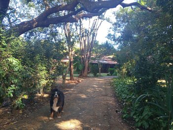house em Rua Pedro Barbieri, Parque São Sebastião - Ribeirão Preto - SP