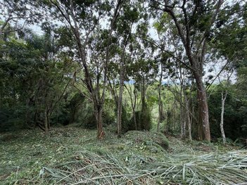 land_lot em Rua do Lamim, Canasvieiras - Florianópolis - SC