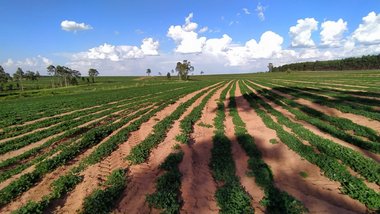 agricultural em Avenida Rio Branco, Alto Cafezal - Marília - SP