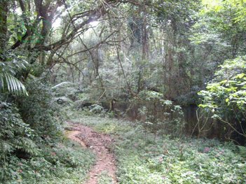 land_lot em Rua Itupu, Chácara Monte Alegre - São Paulo - SP