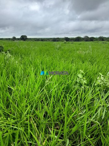 agricultural em Rua Florência Maria de Jesus, Veredas - Janaúba - MG