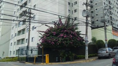 apartment em Rua Antonieta, Picanço - Guarulhos - SP