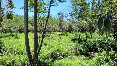 land_lot em Servidão Pedro Manoel Borba, Pântano do Sul - Florianópolis - SC