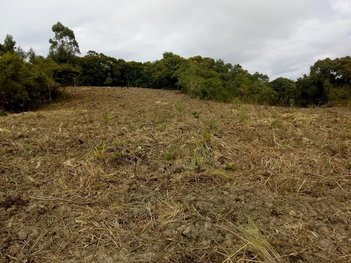 agricultural em Rua Professor Júlio Carvalho Gomes, Roça Velha - São José dos Pinhais - PR