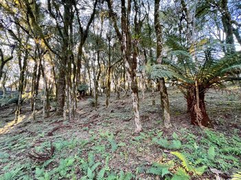 land_lot em Rodovia ERS-466, Pinheiro Grosso - Canela - RS